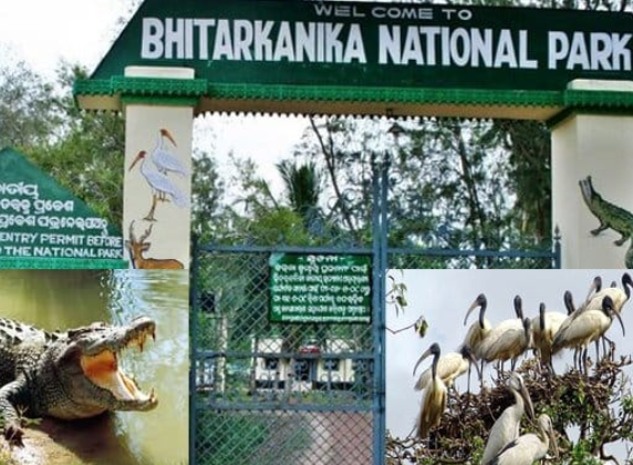 Screenshot 2024-11-19 190634 bhitarakanika