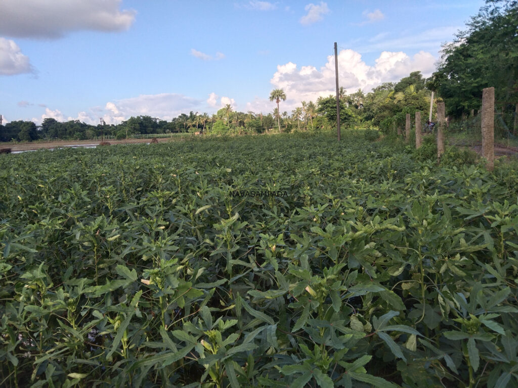 okra