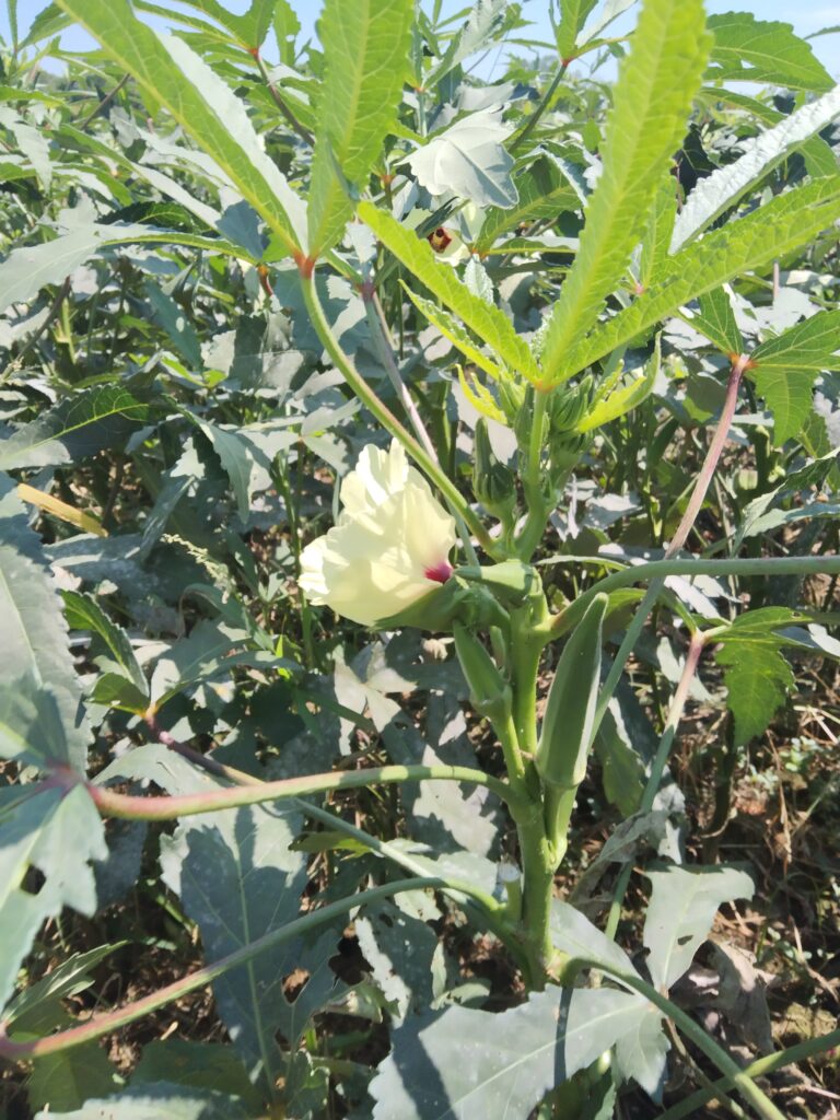 okra