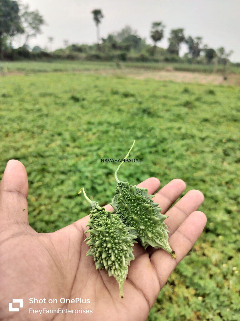 BitterGourd