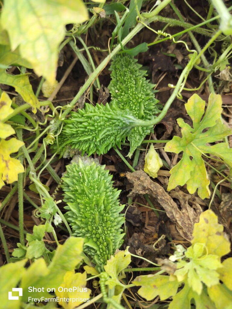 bitter gourd