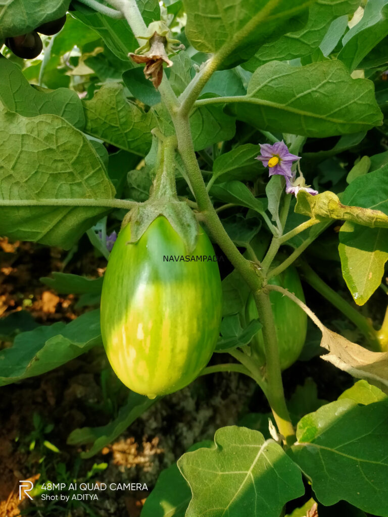 BRINJAL