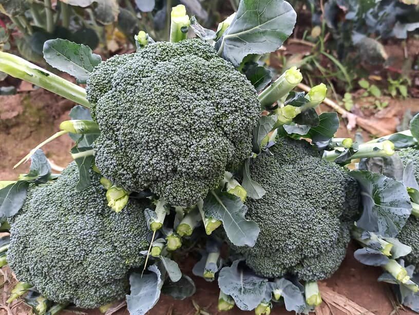 Brocoli img