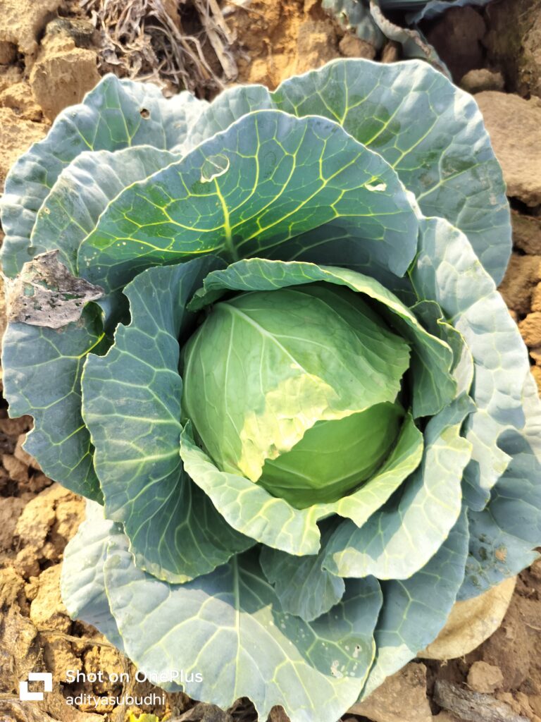 cabbage