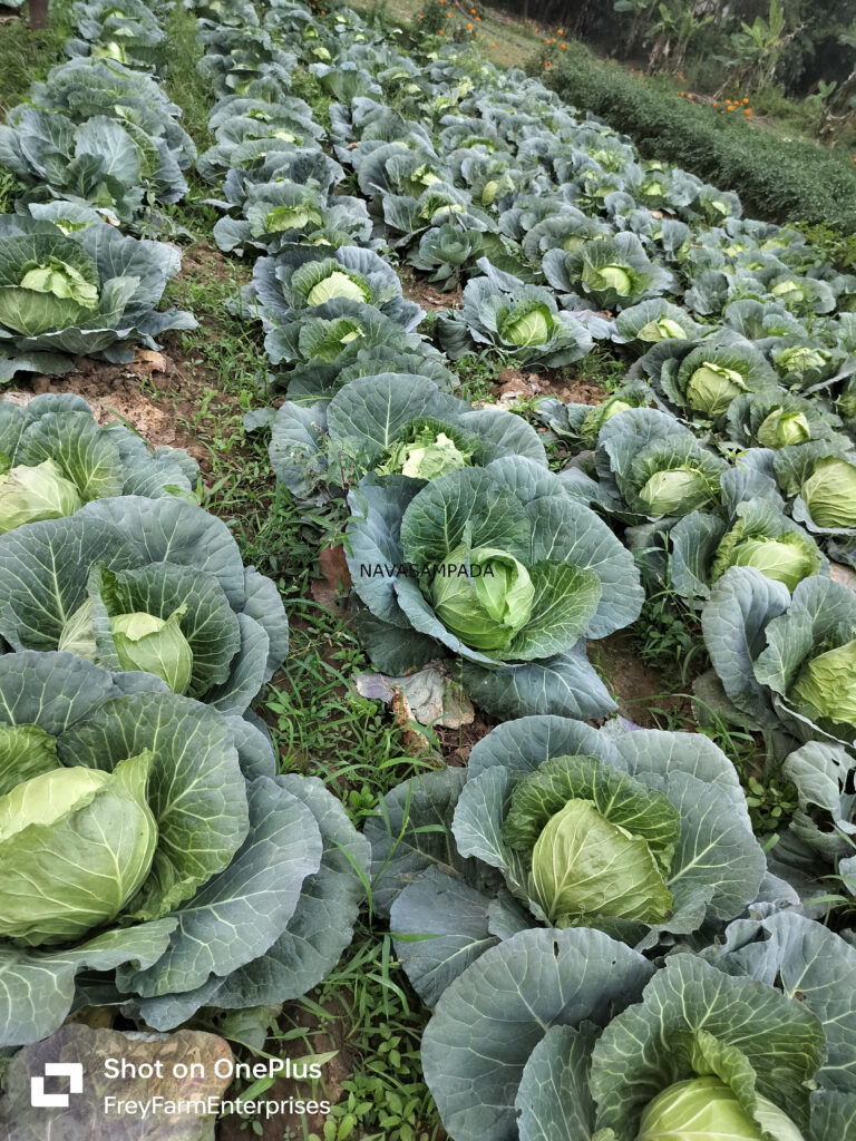 cabbage