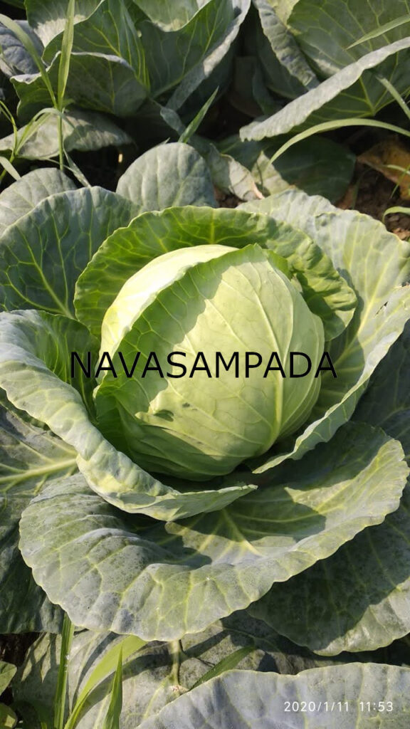 cabbage