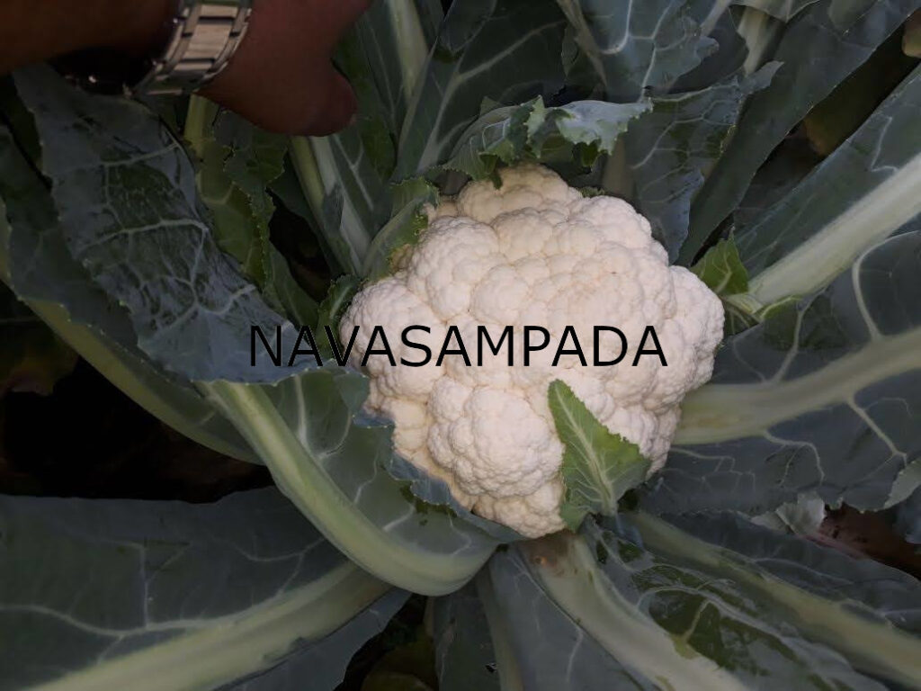cauliflower