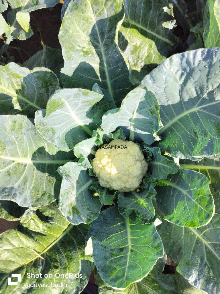 cauliflower