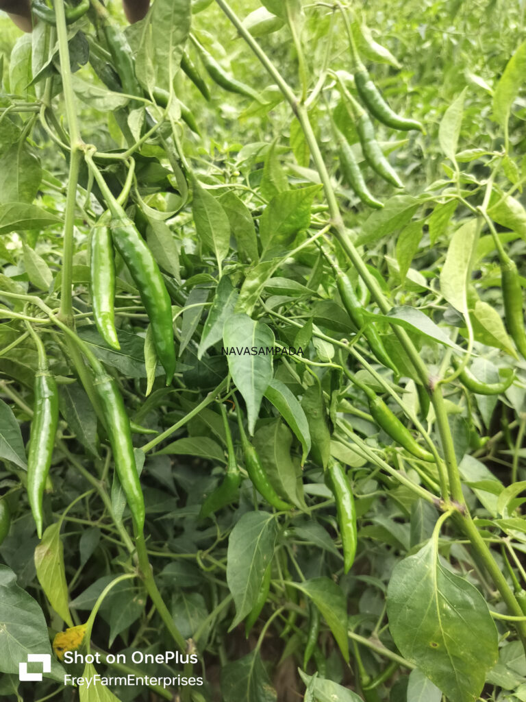 chili