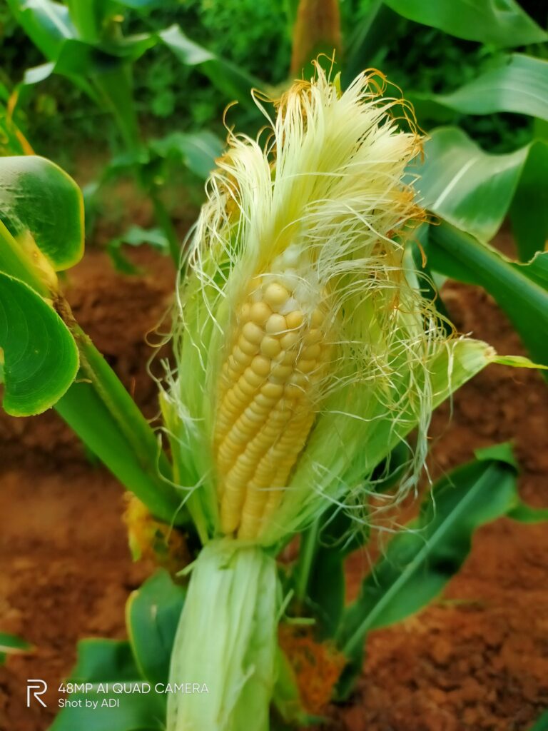 corn img