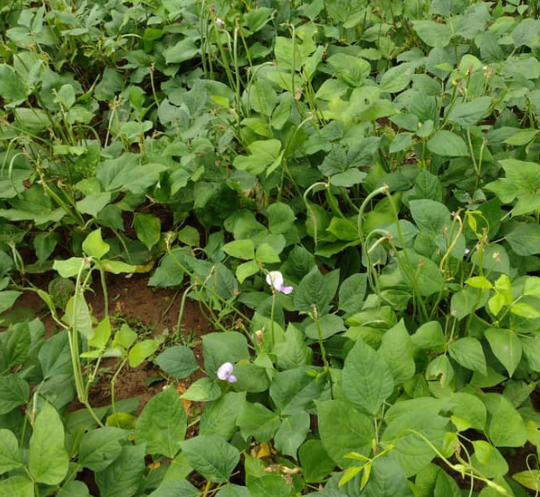 cowpea
