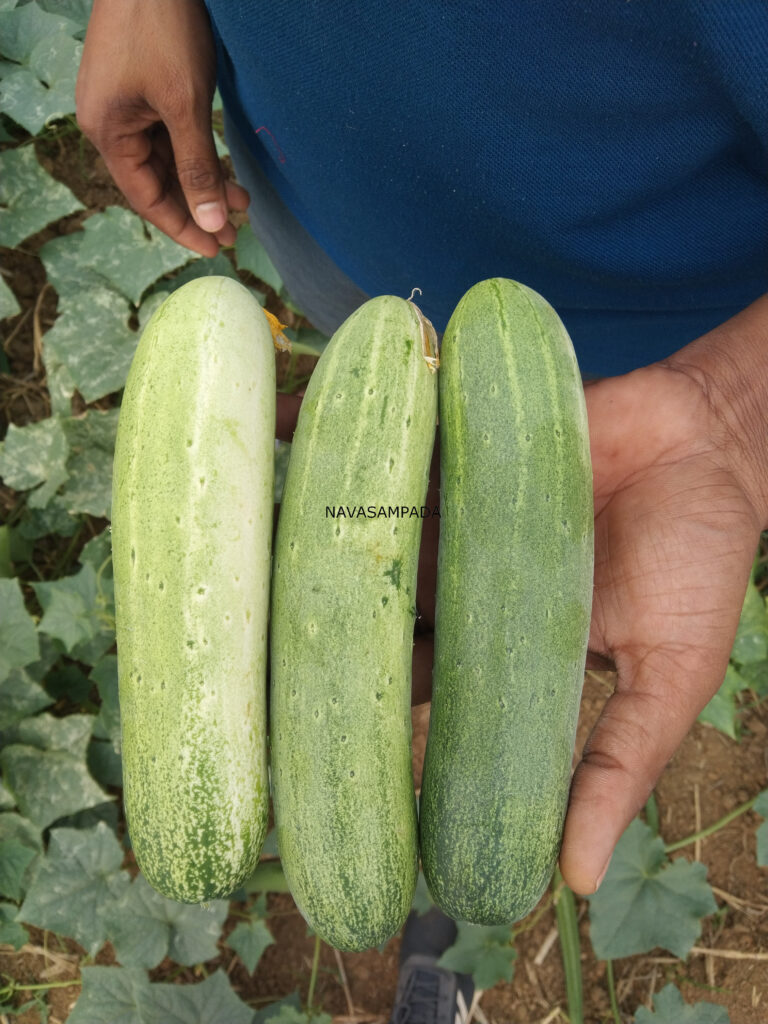 cucumber