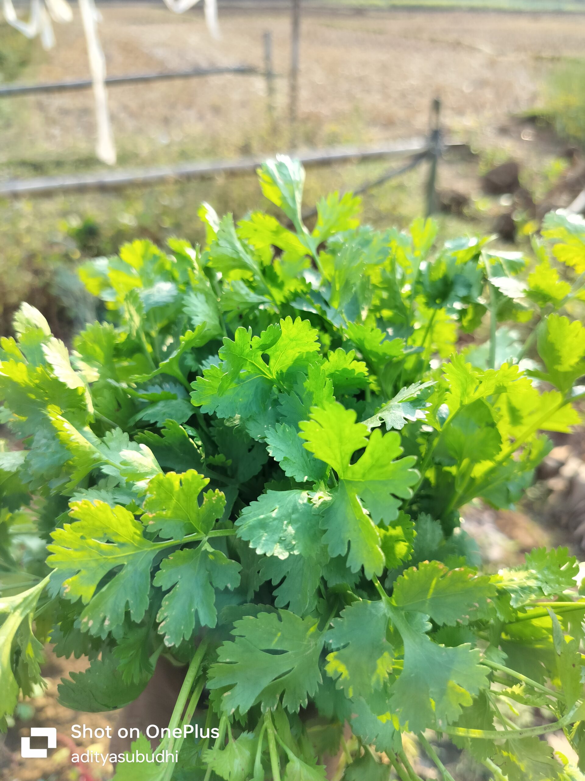 Coriander