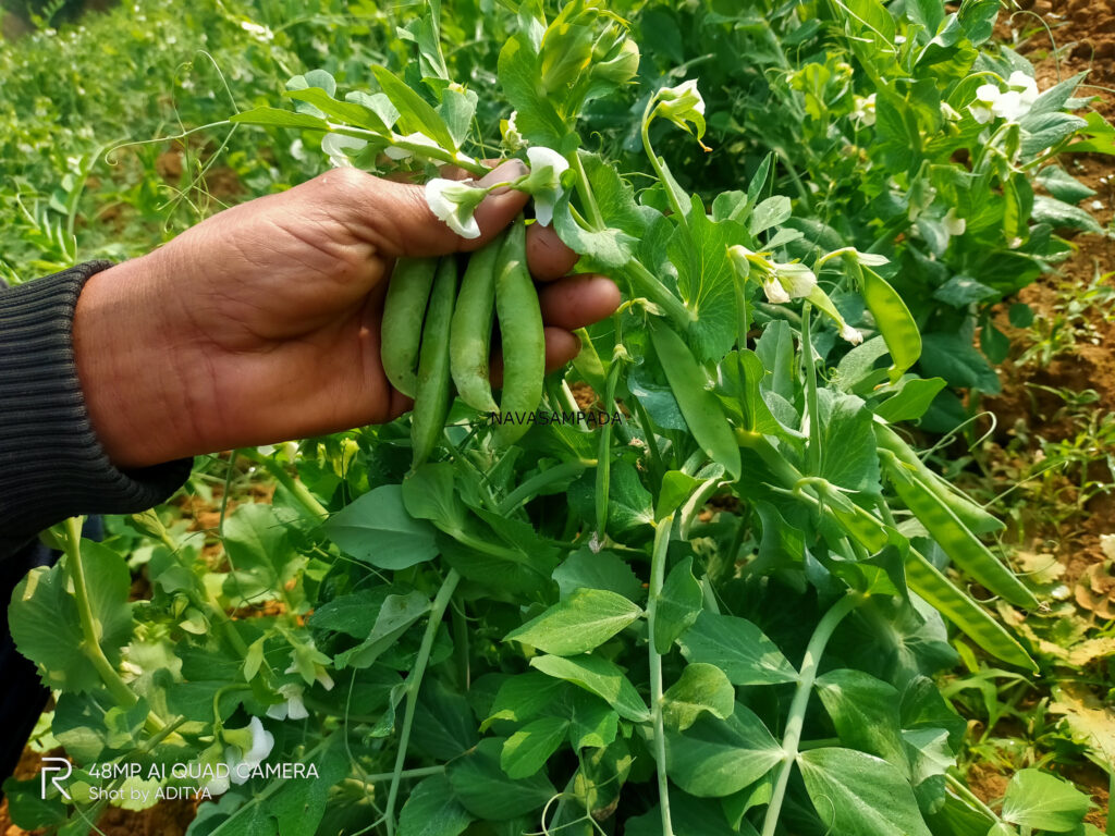 green pea