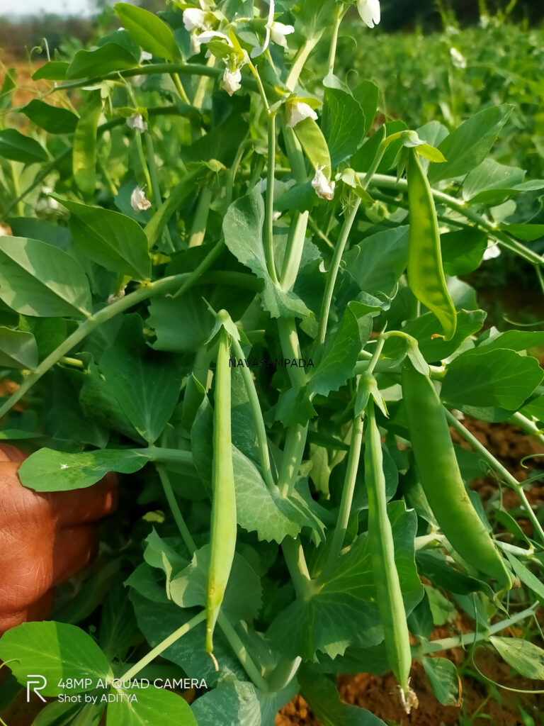 green pea
