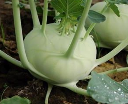 Knol Khol