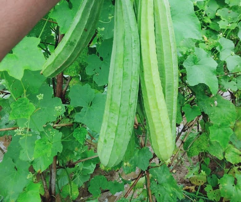 ridge gourd