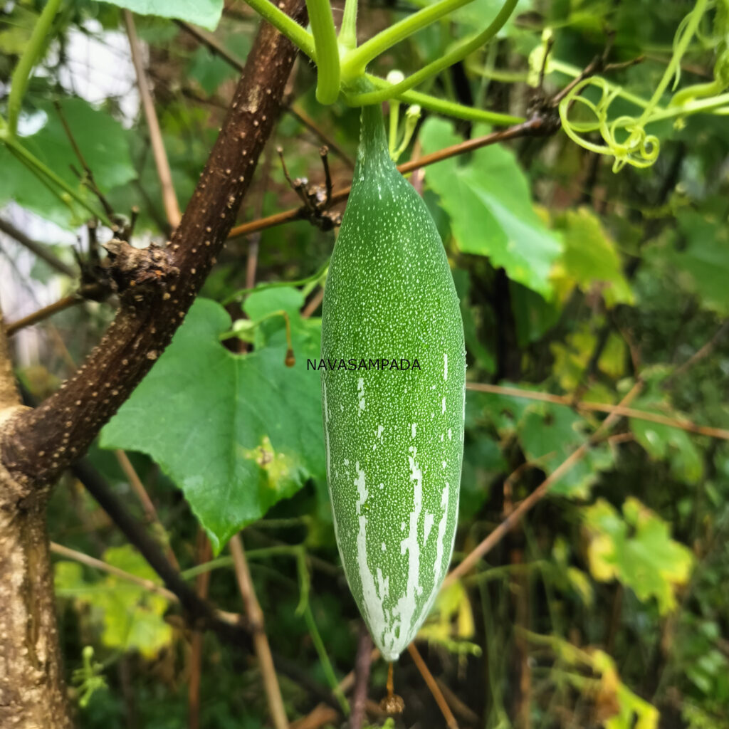 snake gourd