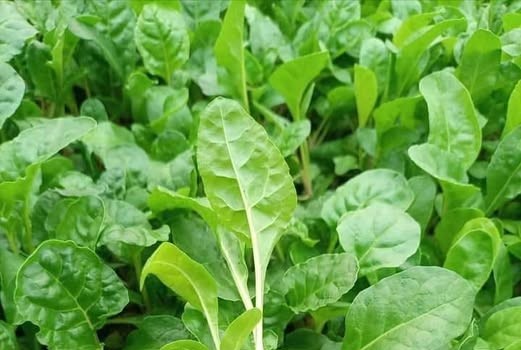 spinach