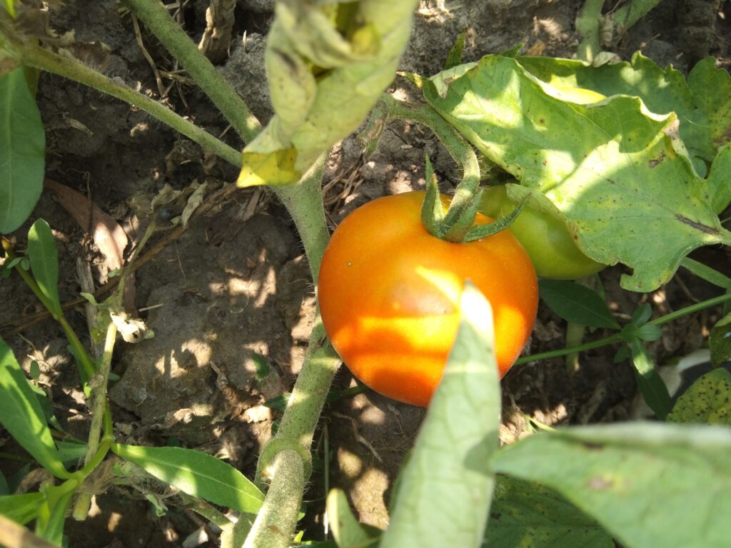 tomato