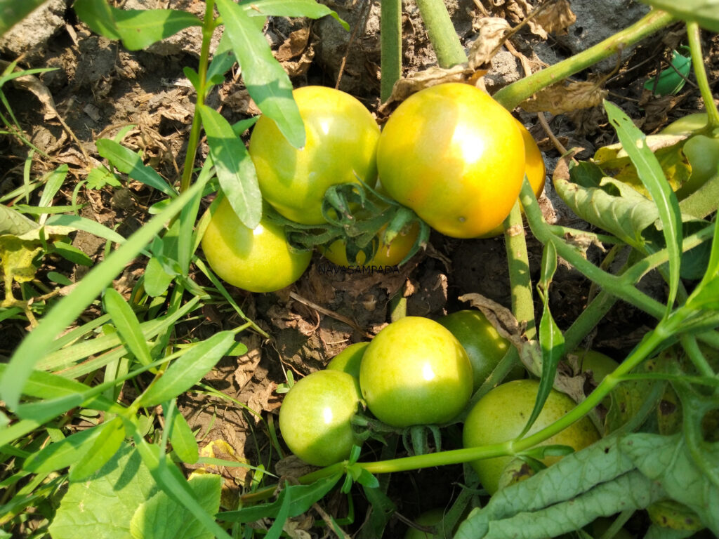 tomato