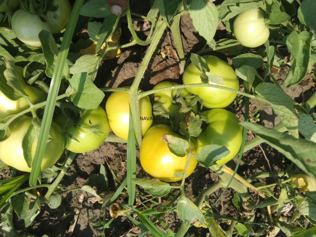 Tomato