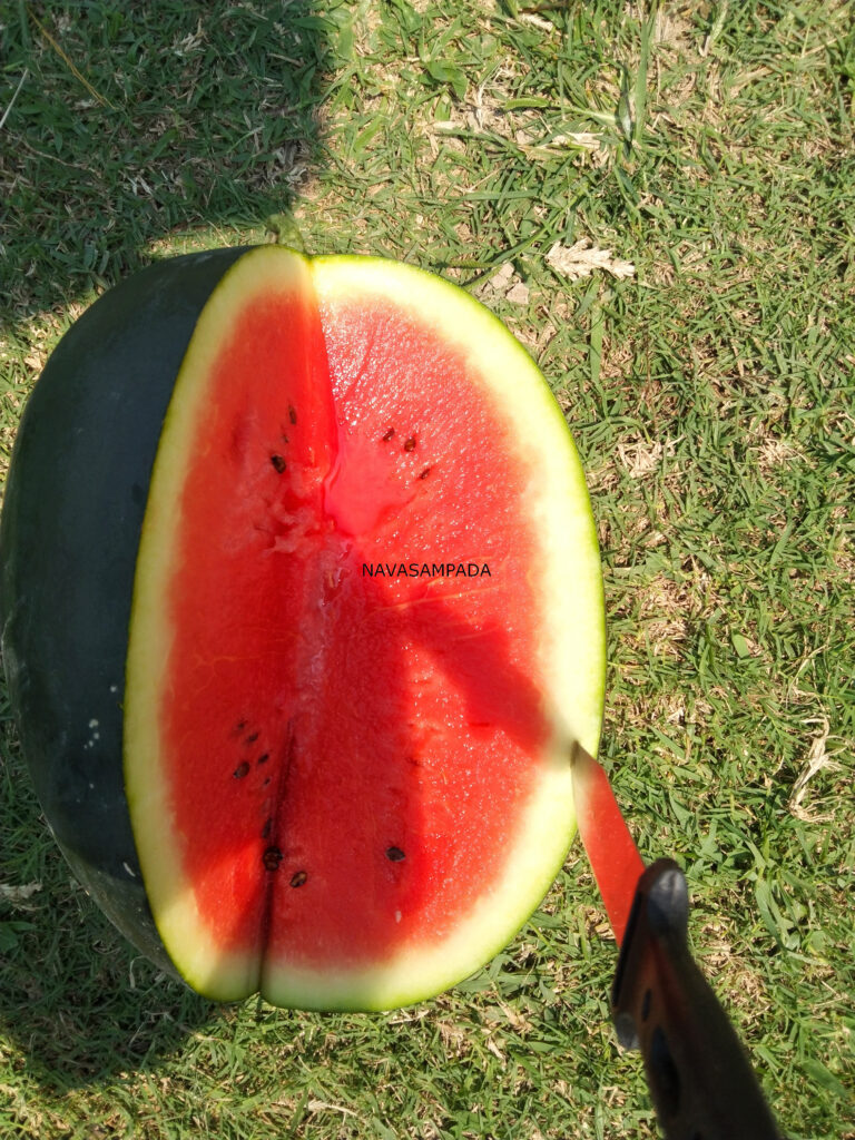watermealon