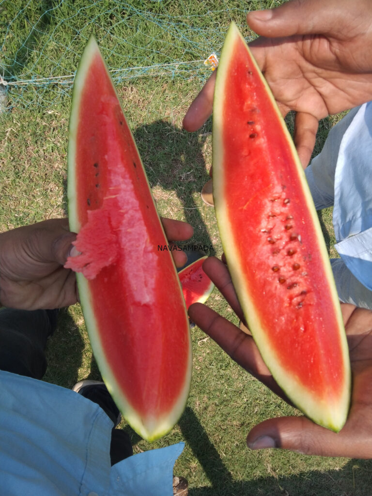 Watermelon