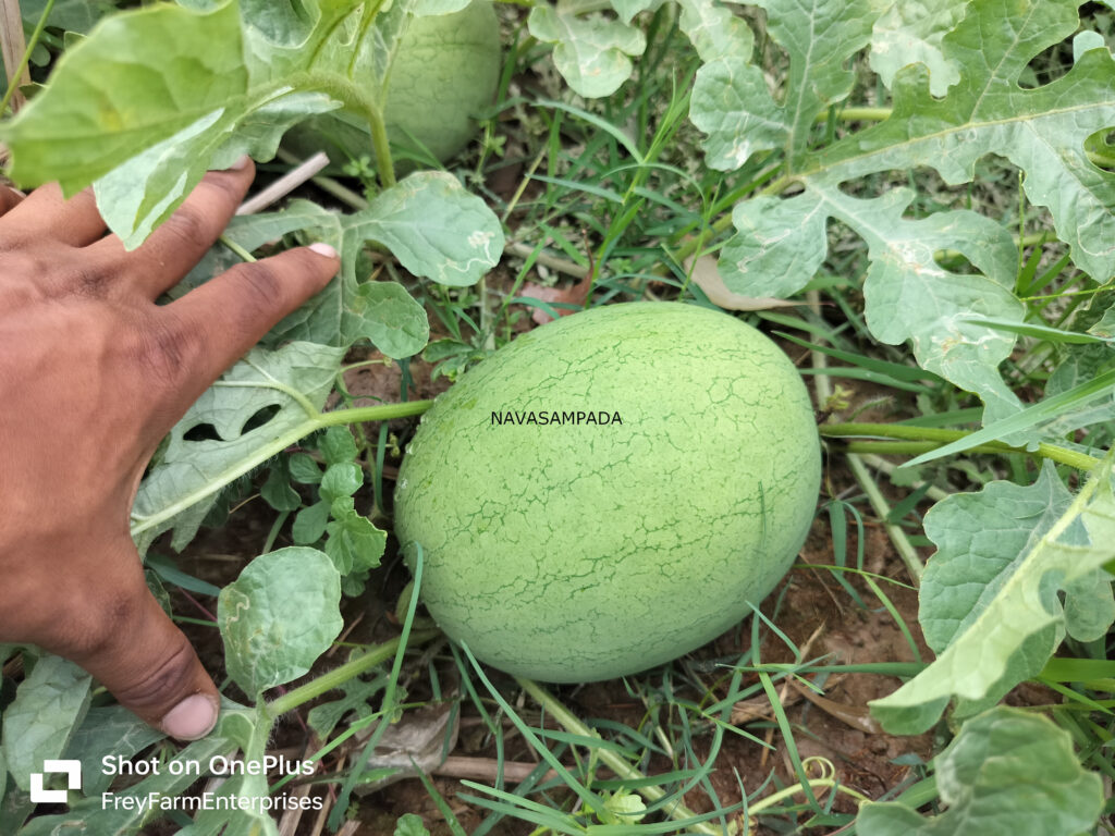 Watermelon